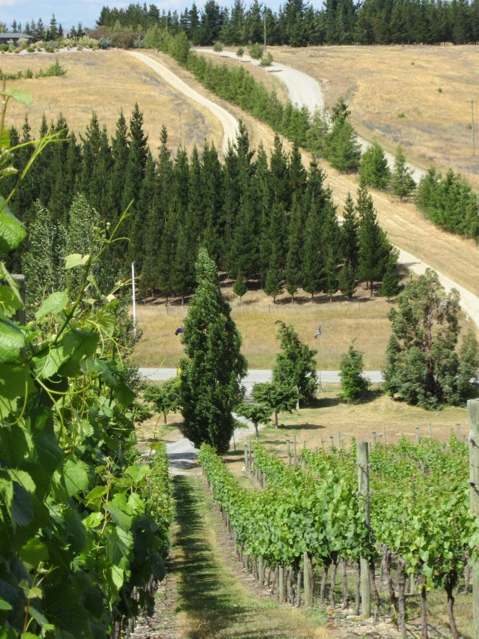 Hawkdun Rise Vineyard & Accommodation Alexandra Dış mekan fotoğraf